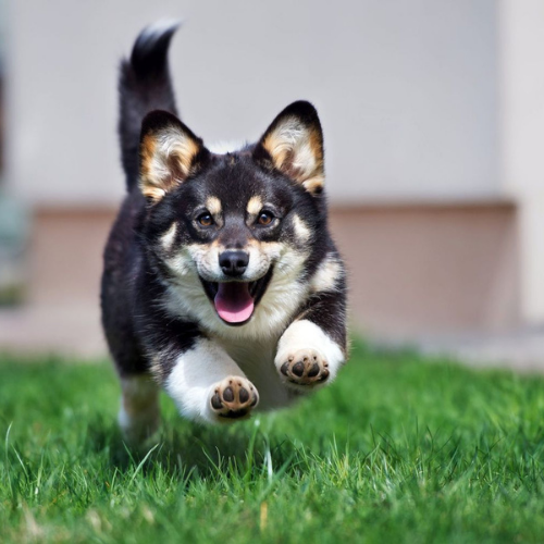 Top 10 Funniest Zoomies Ever