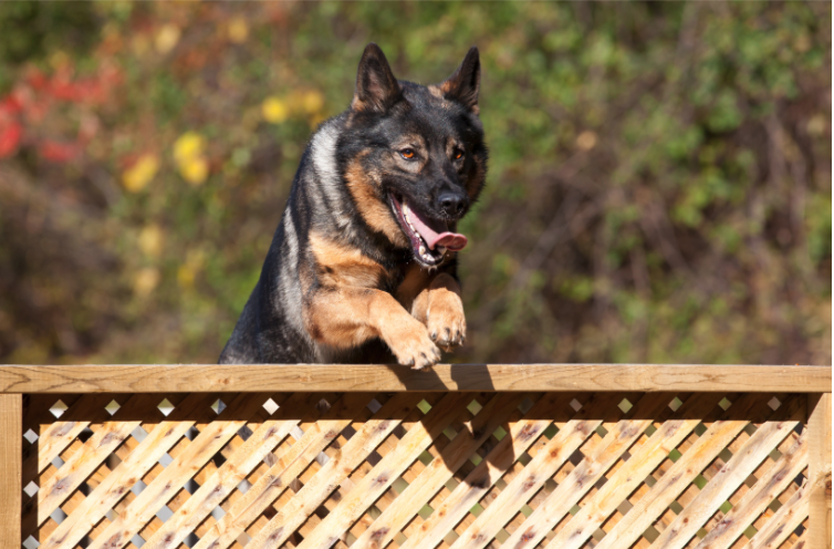 How to Stop Dog From Jumping the Fence: Complete Training & Prevention Guide