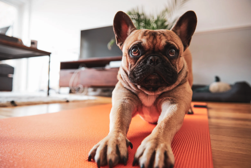A cheerful dog stretching on a yoga mat indoors before exercise.
