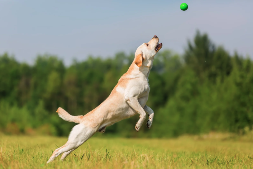 A dog catching a plush ball mid-air inside a bright living room.