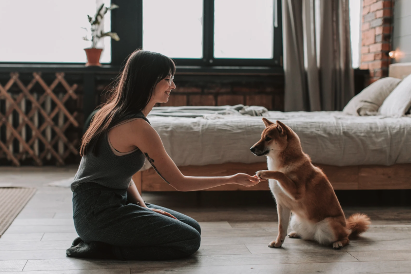 A happy dog practicing commands with its owner in a cozy apartment setting.
